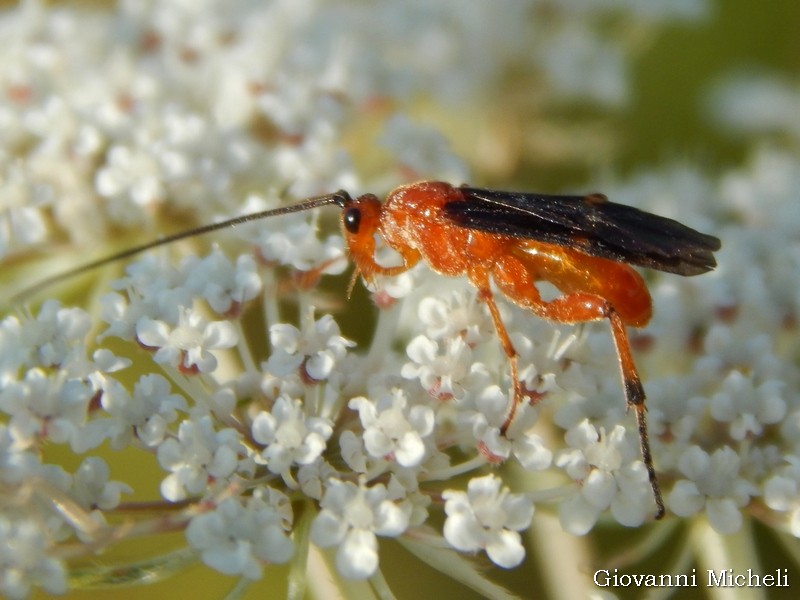 Braconidae da ID